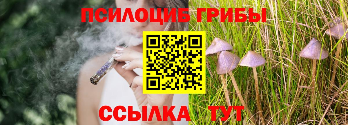 Псилоцибиновые грибы Cubensis Томск